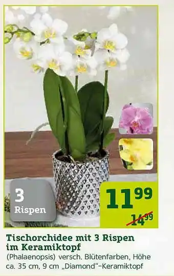 Pflanzen Kölle Tischorchidee Mit 3 Rispen Im Keramiktopf Angebot