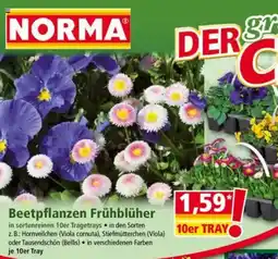 Norma Beetpflanzen Frühblüher Angebot