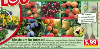 Norma Obstbaum im Jutesack Angebot