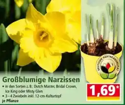 Norma Großblumige Narzissen Angebot