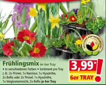 Norma Frühlingsmix Angebot