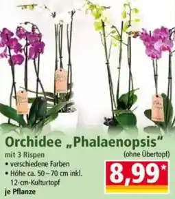 Norma Orchidee,,Phalaenopsis" Angebot