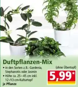 Norma Duftpflanzen-Mix Angebot