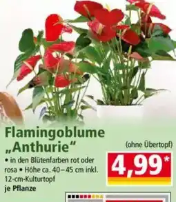 Norma Flamingoblume „Anthurie" Angebot