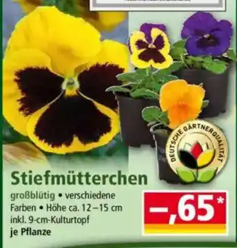 Norma Stiefmütterchen Angebot