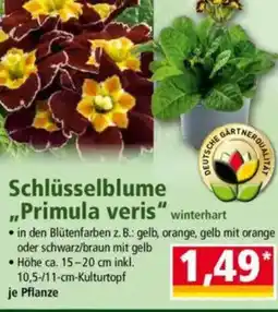 Norma Schlüsselblume „Primula veris Angebot