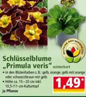 Norma Schlüsselblume „Primula veris Angebot