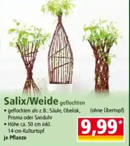 Norma Salix/Weide geflochten Angebot