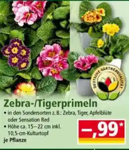 Norma Zebra-/Tigerprimeln Angebot