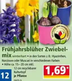 Norma Frühjahrsblüher Zwiebel- mix Angebot