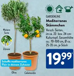 Aldi Süd GARDENLINE Mediterranes Stämmchen Angebot