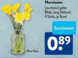 Aldi Süd Narzissen Angebot