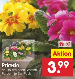 Netto Marken-Discount Primel49 Primeln Angebot