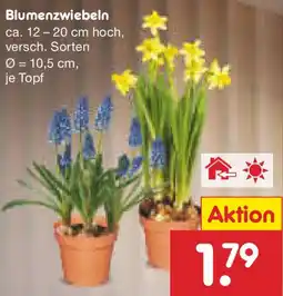 Netto Marken-Discount Blumenzwiebeln Angebot