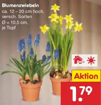 Netto Marken-Discount Blumenzwiebeln Angebot