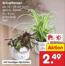 Netto Marken-Discount Grünpflanzen Angebot