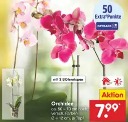 Netto Marken-Discount Orchidee Angebot