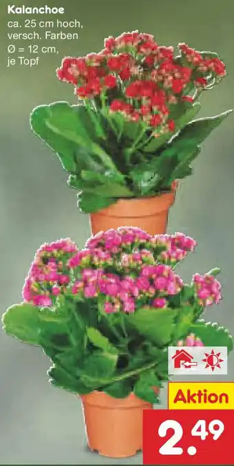 Netto Marken-Discount Kalanchoe Angebot