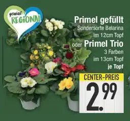 E-Center Primel gefüllt oder Primel Trio Angebot