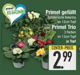 E-Center Primel gefüllt oder Primel Trio Angebot