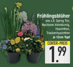 E-Center Frühlingsblüher Angebot