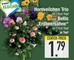 E-Center Hornveilchen Trio oder Bellis ,,Erdbeersahne" Angebot