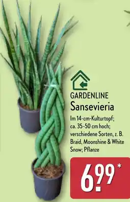 Aldi Nord GARDENLINE Sansevieria Angebot