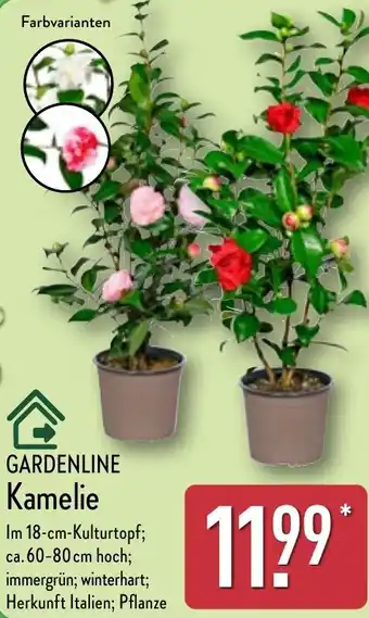 Aldi Nord GARDENLINE Kamelie Angebot