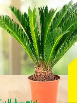 Hagebau Palmfarn Cycas revoluta Angebot