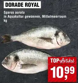 Handelshof Dorade royal Angebot