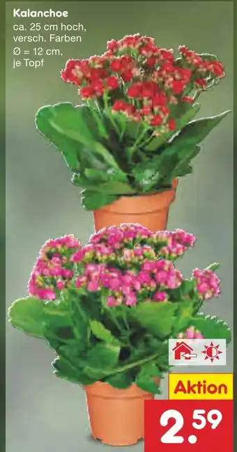 Netto Marken-Discount Kalanchoe Angebot