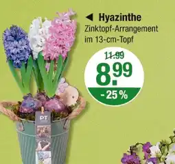 V Markt Hyazinthe Angebot