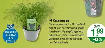 V Markt Katzengras Angebot