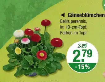 V Markt Gänseblümchen Angebot