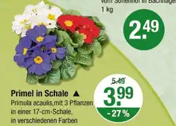 V Markt Primel in schale Angebot