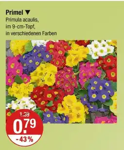 V Markt Primel Angebot