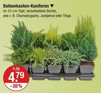 V Markt Balkonkasten-koniferen Angebot