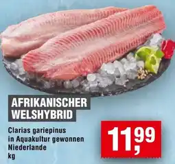 Handelshof Afrikanischer welshybrid Angebot