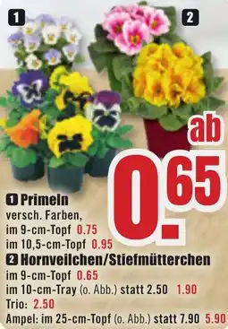 B1 Discount Baumarkt Primeln oder Hornveilchen/Stiefmütterchen Angebot