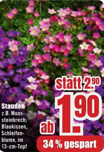 B1 Discount Baumarkt Stauden Angebot