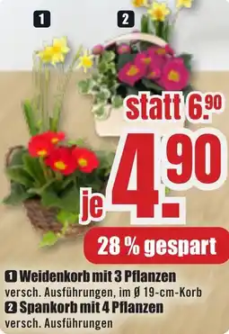 B1 Discount Baumarkt Weidenkorb mit 3 Pflanzen Angebot