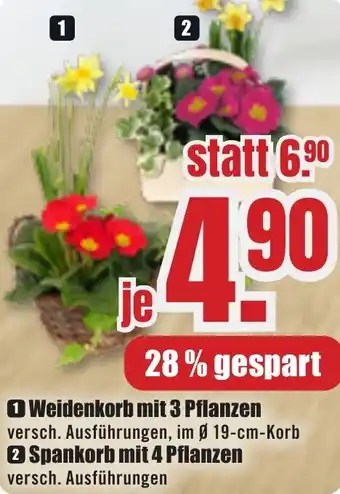 B1 Discount Baumarkt Weidenkorb mit 3 Pflanzen Angebot