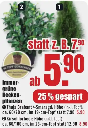 B1 Discount Baumarkt Immergrüne Heckenpflanzen Angebot