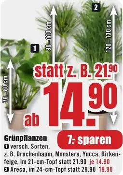 B1 Discount Baumarkt Grünpflanzen Angebot