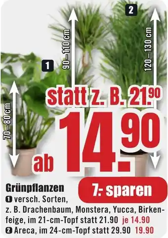 B1 Discount Baumarkt Grünpflanzen Angebot