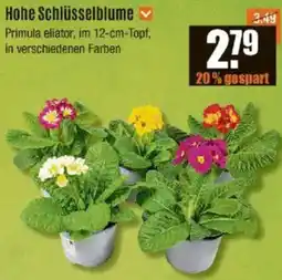 V Baumarkt Hohe Schlüsselblume Angebot