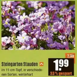 V Baumarkt Steingarten Stauden Angebot