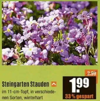 V Baumarkt Steingarten Stauden Angebot