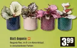 V Baumarkt Blatt-Begonie Angebot