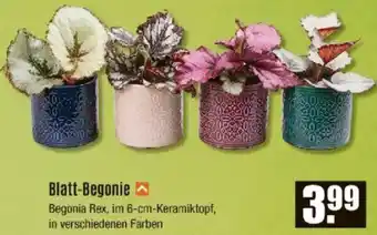 V Baumarkt Blatt-Begonie Angebot